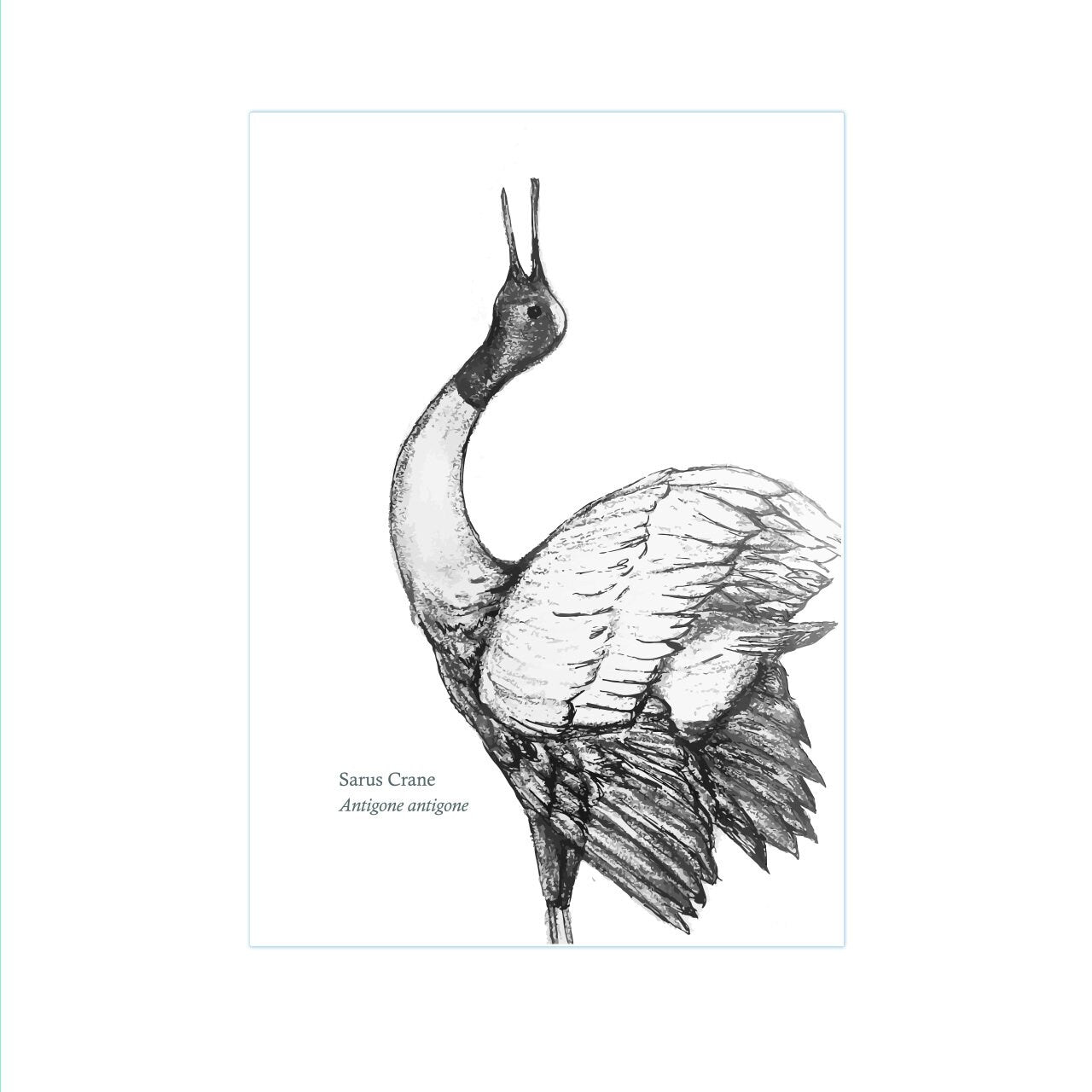 Sarus Crane Looking Left A3 Print - The BirdLife Collection