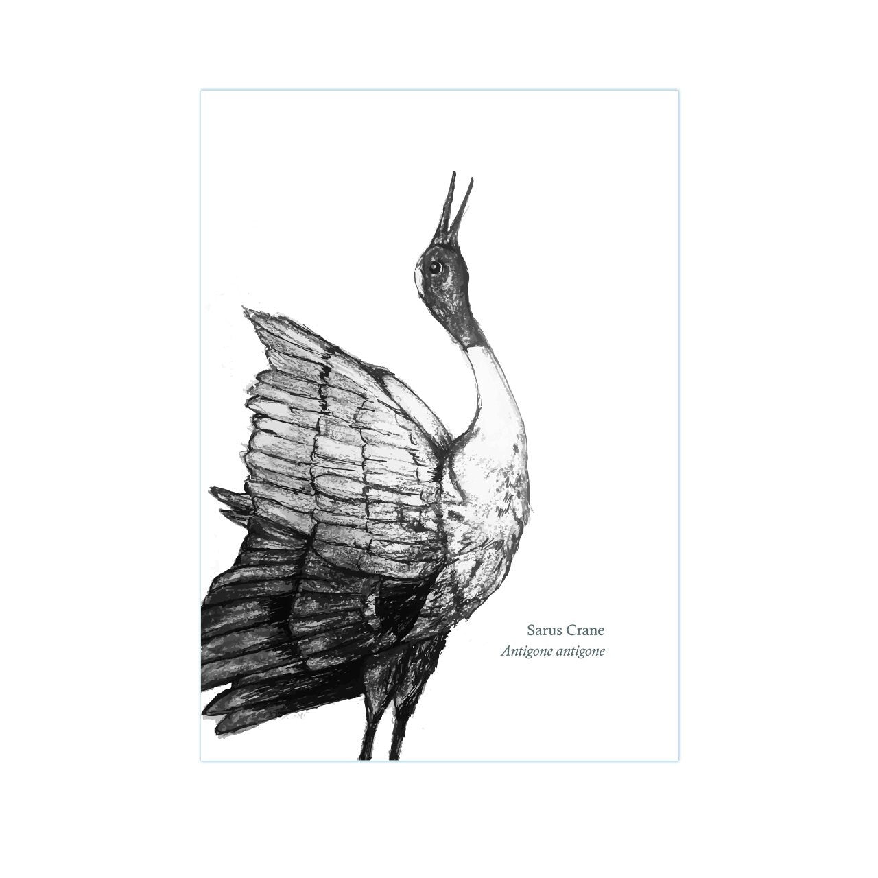 Flying Sandhill Crane Illustration / Crane Bird Drawing / Flying Crane Art  Print - Crane - Sticker | TeePublic