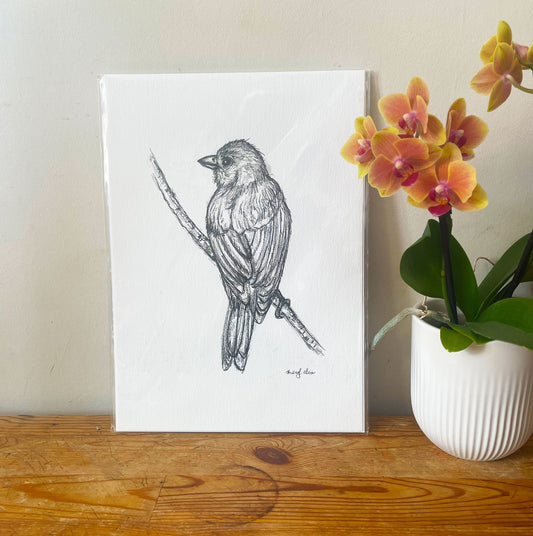 Blue Jean Bird Study  - A4 Giclee print